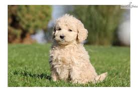 Advertise, sell, buy and rehome goldendoodle dogs and puppies with pets4homes Disney Mini Goldendoodle Goldendoodle Puppies Miniature Goldendoodle Puppies