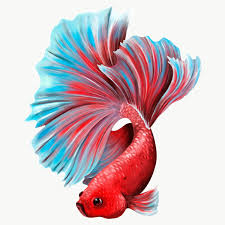 Download Premium Png Of Colorful Betta Fish Design Element 2330717 In 2020 Betta Fish Fish Design Fish Illustration