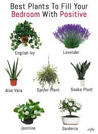 Best Bedroom Plants For Better Sleep Best Plants For Bedroom Plants Bedroom Plants