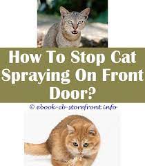 14 First Class Does Castration Stop Cat Spraying
