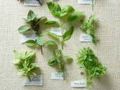 Thai Basil vs. Basil: What's the Difference?