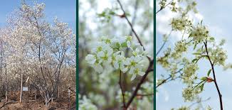 Image result for Amelanchier laevis