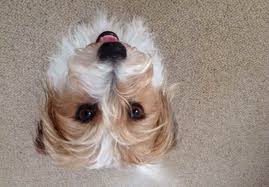 Jack Russell Maltese Mix Adoption And Cost