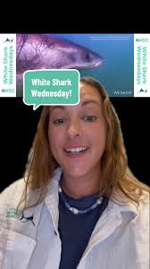 Saucer: White Shark Wednesday's 10ft Male Shark