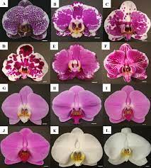 Pin On Orchids