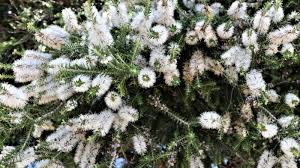 Image result for Melaleuca