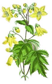 Dwarf varieties of the plant are frequently used to make dense hedges. Yes You Can Learn To Speak The Language Of Plants The New York Times