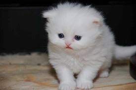 We did not find results for: Germany Ads For Pets Animals Cats Kittens Free Classifieds Muamat
