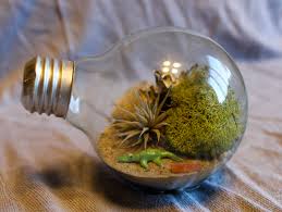 Diy Lightbulb Terrarium With Air Plants Light Bulb Plant Light Bulb Crafts Diy Light Bulb