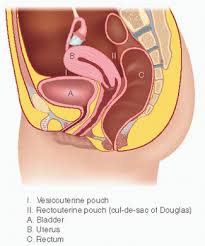 Image result for Bladder Anatomy