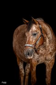 Pferd Mit Halfter Vor Schwarzem Hintergrund Black Background Ponyliebe Fotografie Coaching Pferdefotogra Pferde Fotografie Pferdefotografie Hubsche Pferde