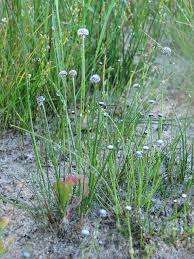 Image result for Eriocaulaceae