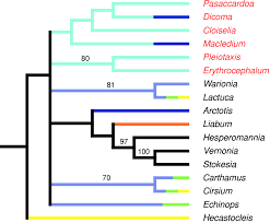Image result for Pleiotaxis