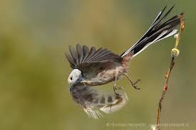 Black Bird With Long Tail Pin On Long Tailed Tit Love