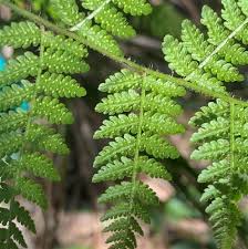 Image result for Hypolepis