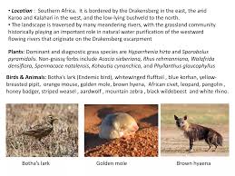 Image result for Kohautia cynanchica