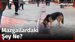 Mazgali Izleyen Kopegin Davranislari Esnafta Buyuk Merak Uyandirdi Youtube