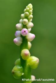 Image result for Basella