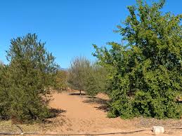 Australia has hardly any native deciduous trees. Yolo County Yolo County