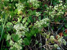 Image result for Mikania sp.