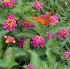 Potted Lantana Plants For Sale Colorful Lantana Plants Lantana Plant Lantana Plants