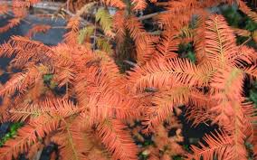 Image result for Autumn Gold Light 1983 Caloric