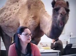 When they are at work, like when a camel can travel at a steady pace for over ten hours a day carrying loads up to six hundred pounds or nurse their calves while trekking for weeks without water. Guess What Day It Is Video Dailymotion