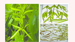 Image result for Cyamopsis