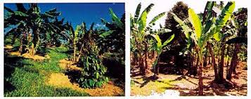 Here we present a draft genome assembly of d. How To Grow Durian