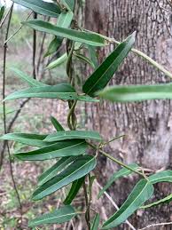 Image result for Marsdenia