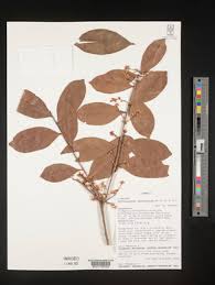 Image result for Phyllocosmus