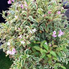 But did you check ebay? Weigela Florida Kolmagira Syn Weigela Florida Magical Rainbow Weigela Florida Rainbow Sensation Weigela Magical Rainbow Uploaded By Missjaneb