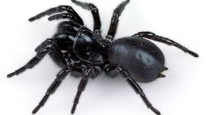 It belongs to a group of almost all species of black widow spider have the same body structure. World S Deadliest Spider May Actually Help Save Its Own Victims Funnel Web Spider Dangerous Spiders Spider