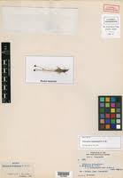 Image result for Eriocaulon abyssinicum