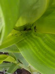 Easy steps to identify and deal with aphids, bagworms, cabbage worms, colorado potato beetles, flea beetles, japanese beetles, lace bugs, leafhoppers, squash bugs when you're in the garden picking homegrown produce and find telltale bite marks on your plants, chances are you have insect pests. Help Found These Bugs In Corn Stalks