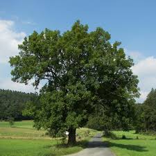 Photo from here black ash tree leaves. Bare Root Ash Trees For Sale Online In Ireland Shop Now