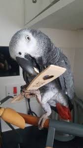 Lost African Grey Parrot Bird Horsham Horsham District West Sussex England United Kingdom L33545 Losing A Pet African Grey African Grey Parrot