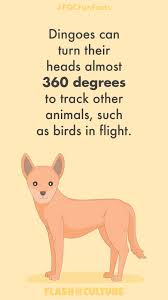 Can Dingos Rotate Their Heads Australia Fun Facts Fun Facts Facts