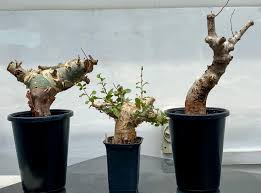 Image result for Commiphora kua