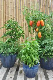 Do You Love Pizza As Much As I Do Grow Sweet Basil Peppers Roma Tomatoes Cherry To Growing Cherry Tomatoes Growing Tomatoes Growing Tomatoes In Containers