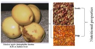 Image result for Anisophyllea