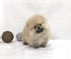 Pomeranians bark at suspicious activity and can be trained to make excellent watchdogs. View Ad Pomeranian Puppy For Sale Near California San Diego Usa Adn 144745