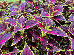 Image result for Coleus foliatus