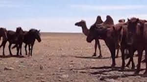 Because camels store nutritients in their humps. Camels And Horses In The Gobi Desert Youtube