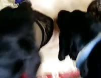 Check spelling or type a new query. Femme Zoophile Cochon Video Porno Extreme Luxuretv
