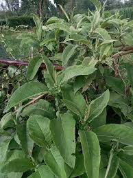 Image result for Vernonia auriculifera