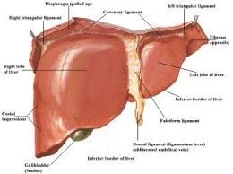 Visceral Liver Liver Anatomy Human Body Anatomy Anatomy And Physiology