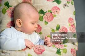 771 Rose Blanket Stock Photos, High-Res Pictures, and Images