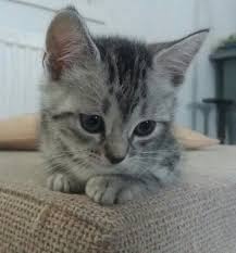 Suru Sisko Cute Animals Kittens Kitten