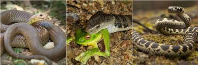 Learn what keeps snakes away. How To Keep Snakes Away Pest Control North Brisbane